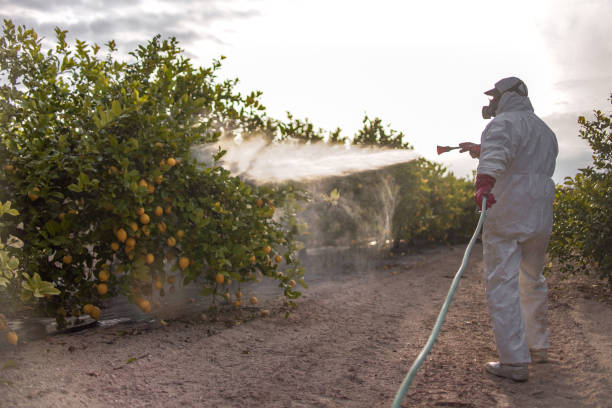 Best Ant Control Services  in Valley Falls, SC