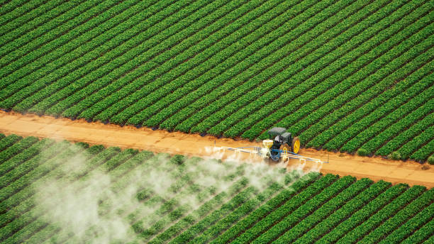 Wasp Removal Services in Valley Falls, SC