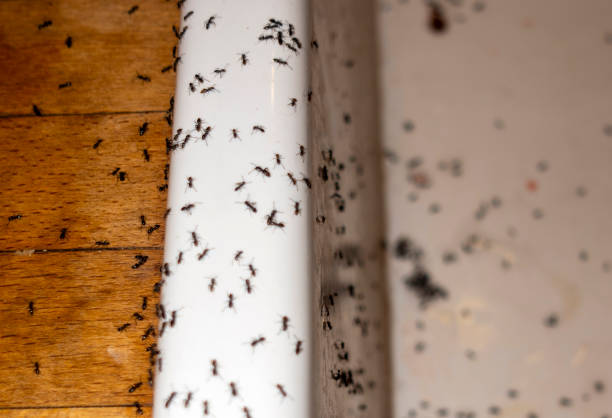 Best Emergency Pest Control  in Valley Falls, SC