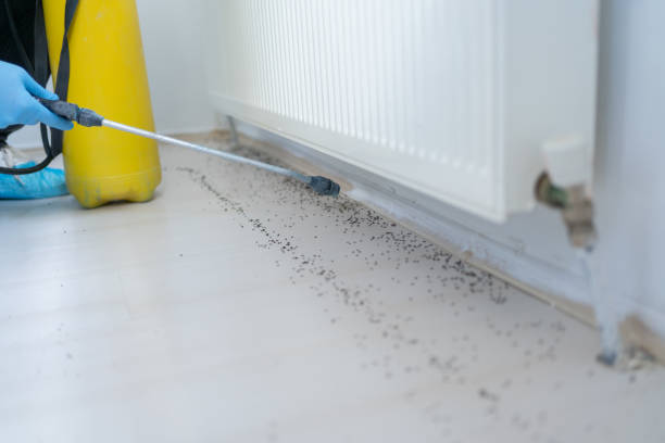 Best Insect Control  in Valley Falls, SC